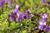 vortrag-maerz2026 Zisterziensterinnenabtei Mariastern | Angebote